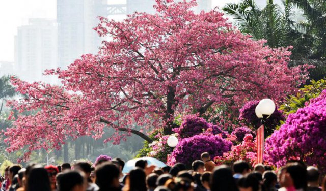 深圳“最美一棵树”遭疯狂围观